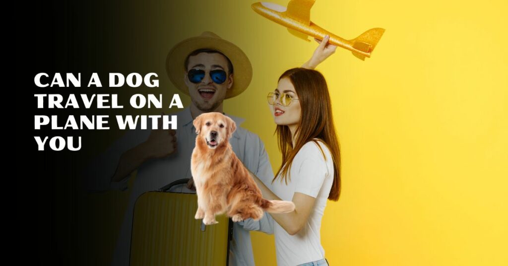 Can A Dog Travel On A Plane With You