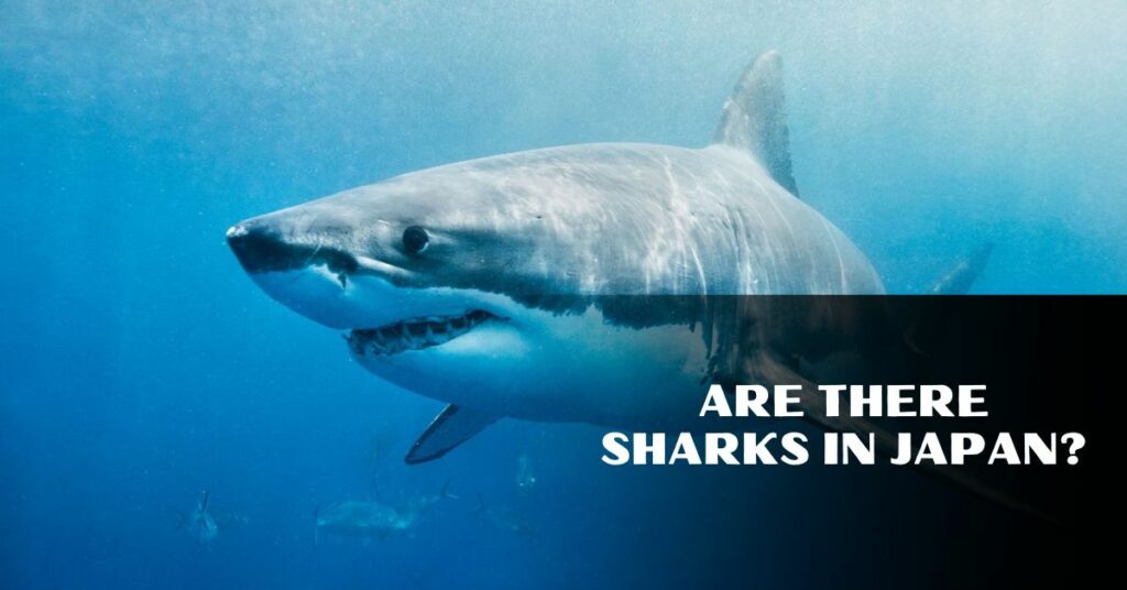 Are there sharks in Japan?