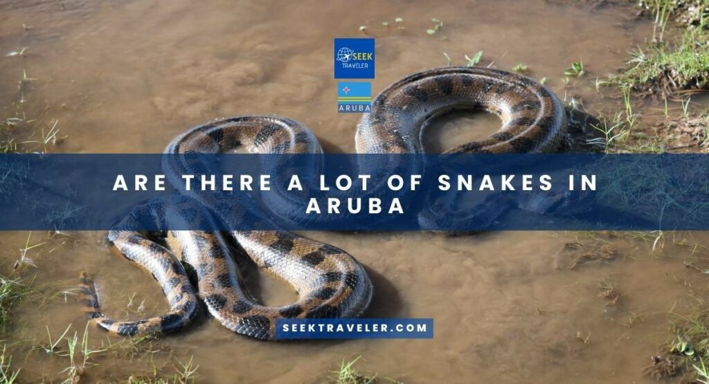 Are There Alot Of Snakes In Aruba