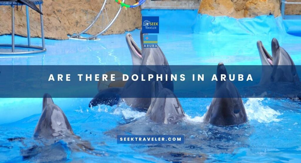 Are There Dolphins In Aruba