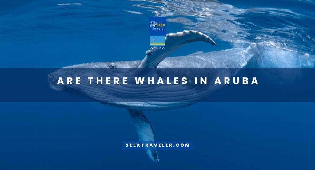 Are There Whales In Aruba