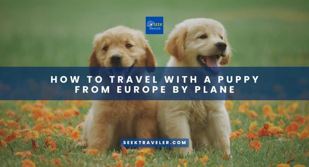 How To Travel With A Puppy From Europe By Plane