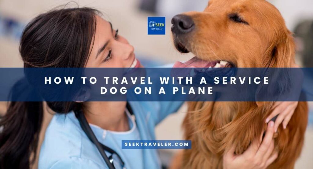 How To Travel With A Service Dog On A Plane