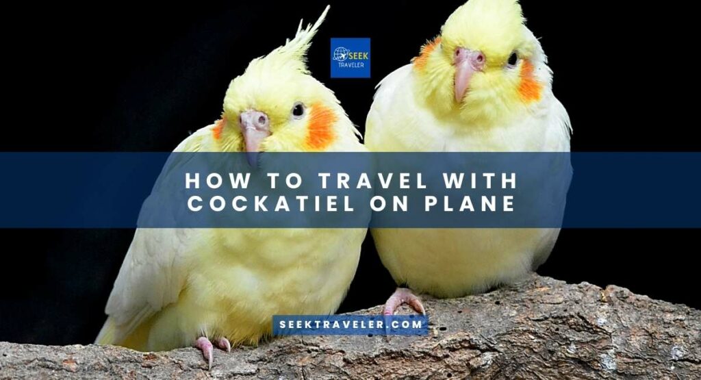 How To Travel With Cockatiel On Plane